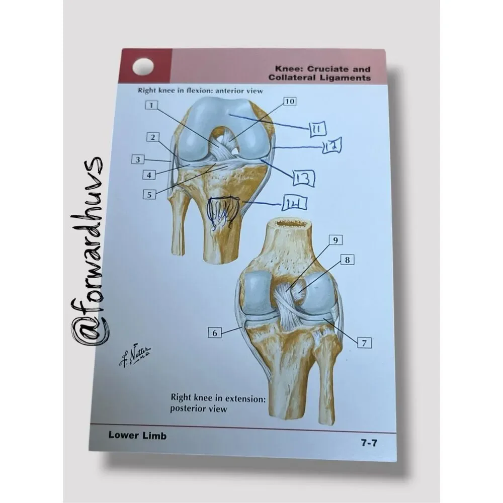 Netter’s Anatomy Flash Cards – 4th Edition – Student‑Annotated Set - Writing - N